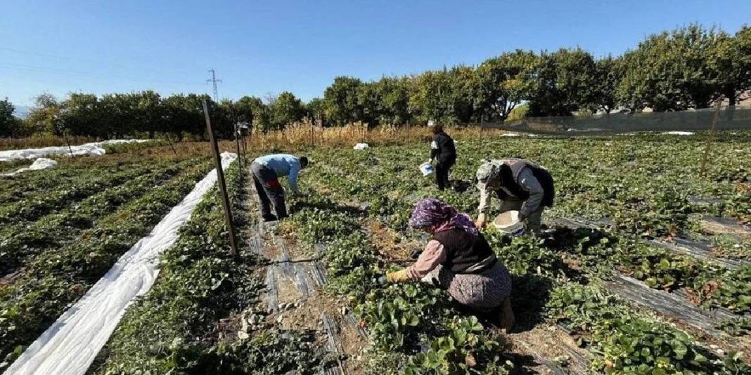 Yetiştiren pişman olmuyor! Bu yıl 15 ton ürün hedefliyor: Üretimi her geçen gün yaygınlaşıyor 1